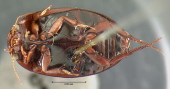 Media type: image;   Entomology 33414 Aspect: habitus ventral view